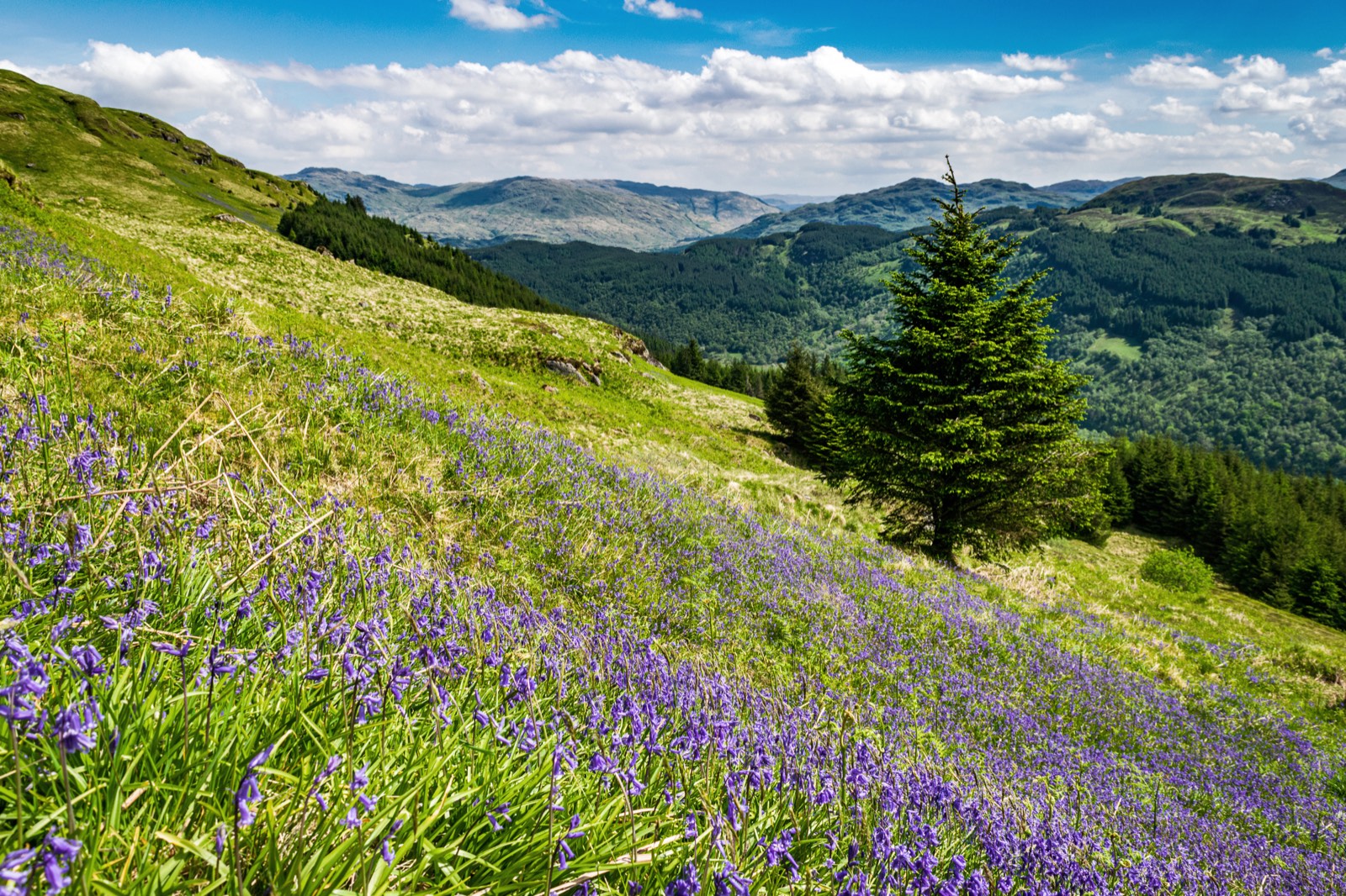 Bluebells cover a green hillside near Arrochar, with woodland and mountains beyond.